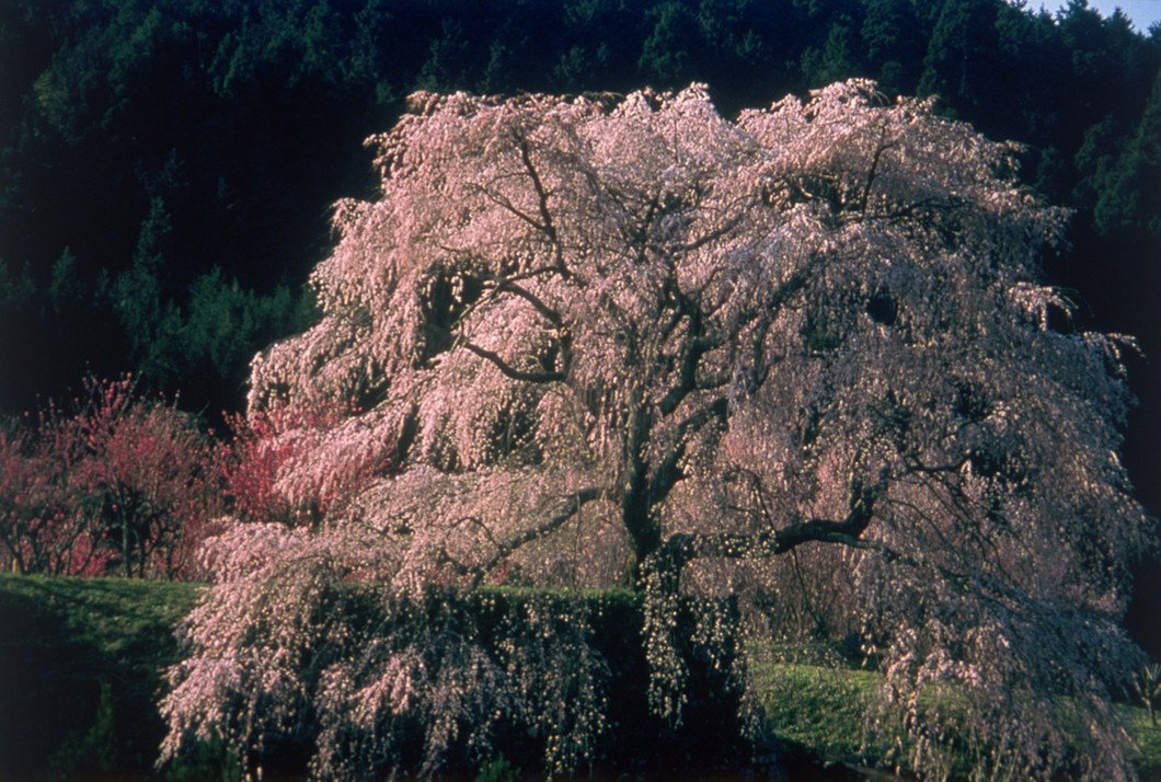 🌸 마타베 벚나무(마타베자쿠라) 이미지 2